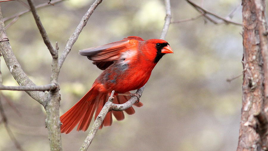 IMG_3123-003 - Northern Cardinal Photograph by Travis Truelove