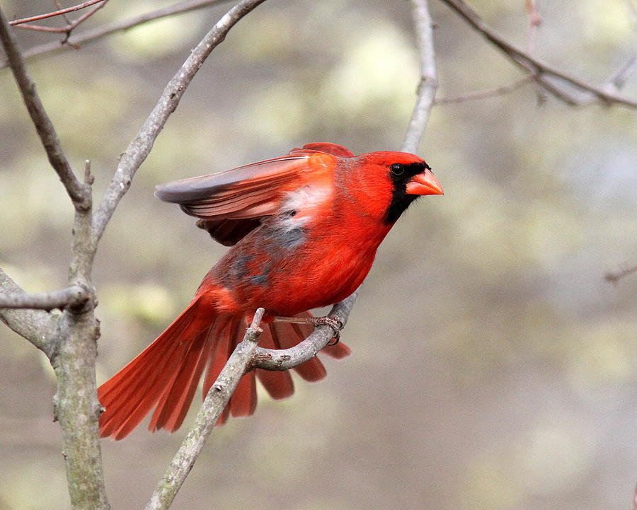 IMG_3123-004 -  Northern Cardinal Photograph by Travis Truelove
