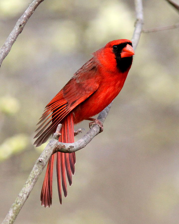 IMG_3137-011 - Northern Cardinal Photograph by Travis Truelove