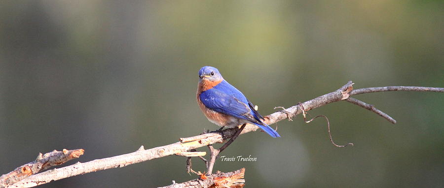 IMG_3145-001 - Eastern Bluebird Photograph by Travis Truelove