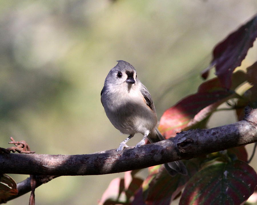 IMG_3149-005 - Tufted Titmouse Photograph by Travis Truelove