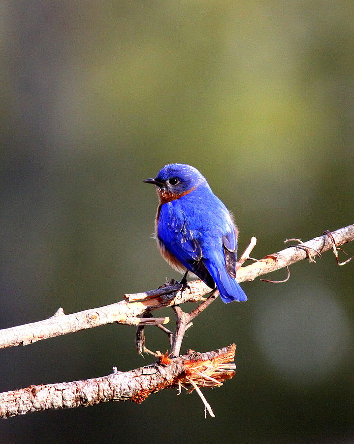 IMG_3152-004 - Eastern Bluebird Photograph by Travis Truelove