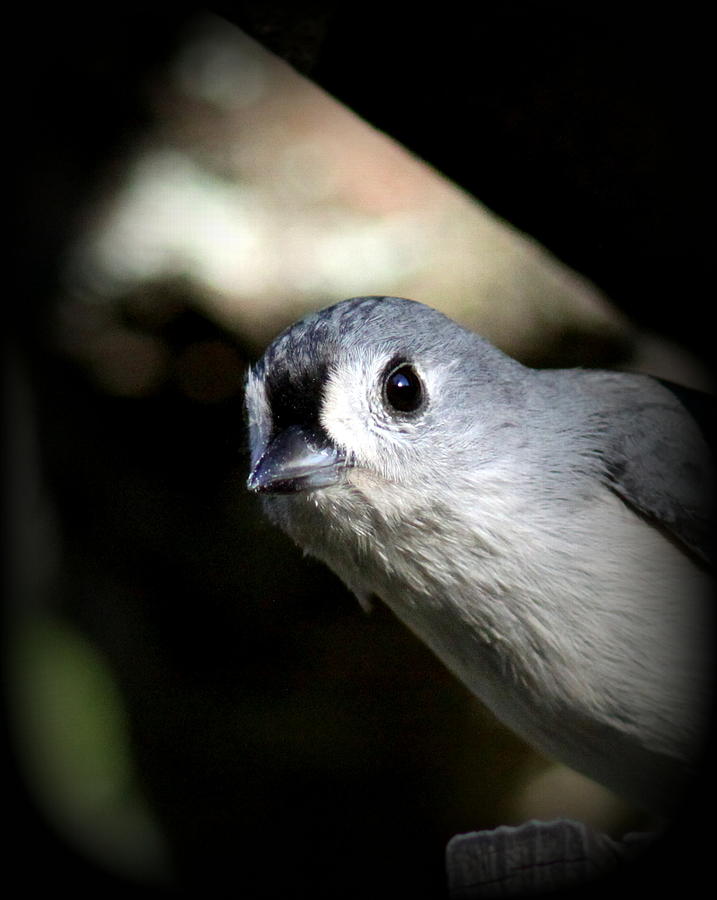 IMG_3157-001 - Tufted Titmouse Photograph by Travis Truelove
