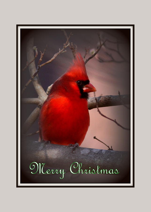 IMG_3158-005 - Northern Cardinal Christmas Card Photograph by Travis Truelove