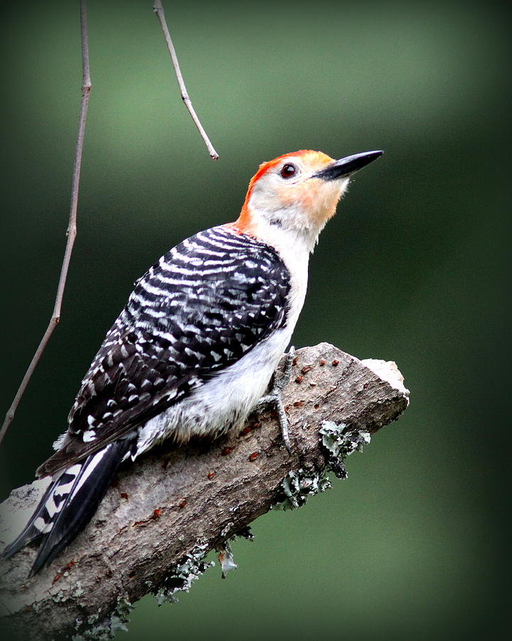 IMG_3159-001 - Red-bellied Woodpecker Photograph by Travis Truelove