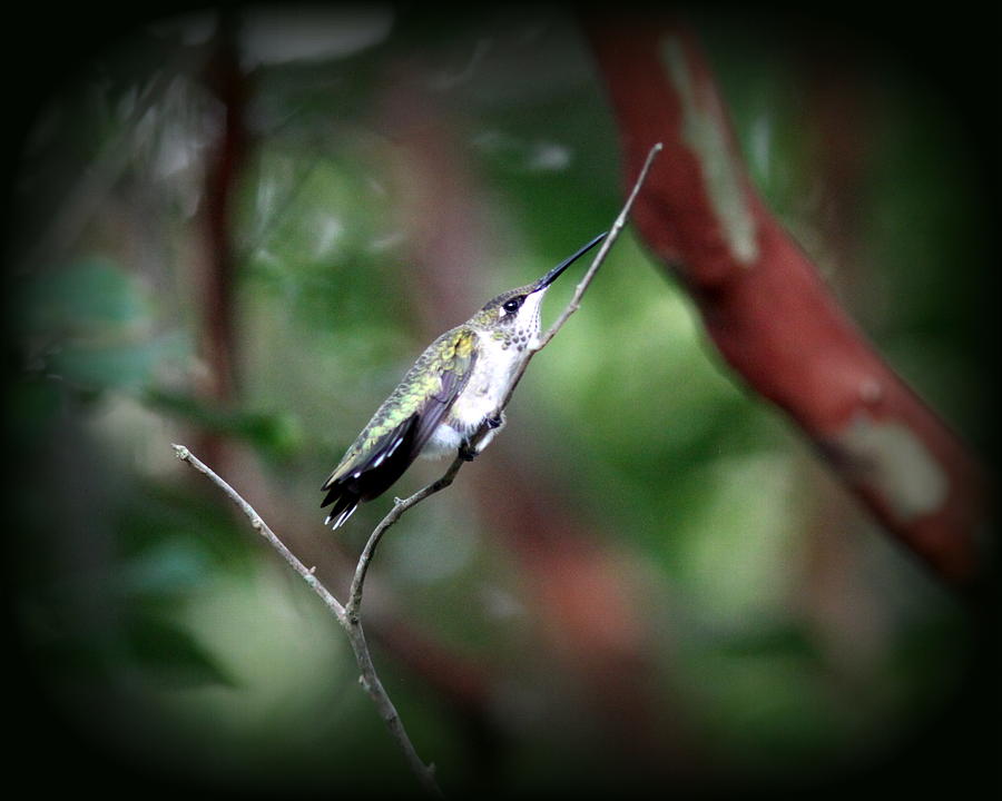 IMG_3185-002 - Ruby-throated Hummingbird Photograph by Travis Truelove