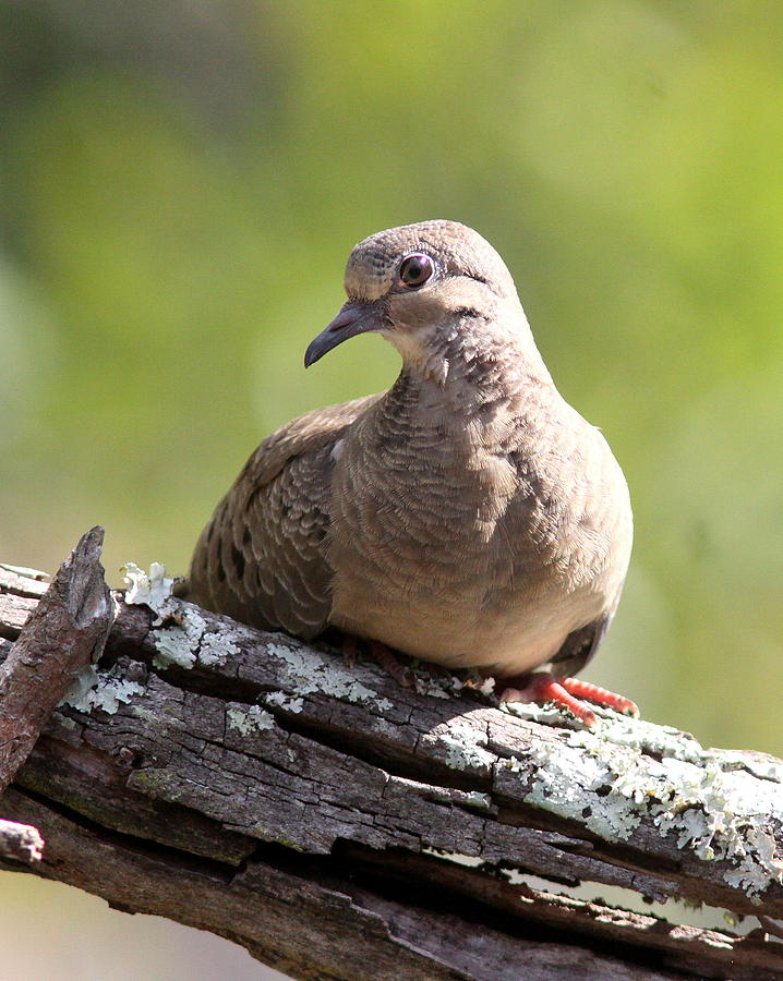 IMG_3186 - Mourning Dove Photograph by Travis Truelove