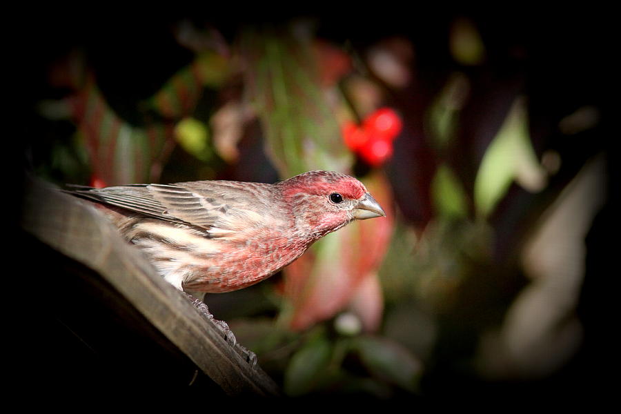 IMG_3212 - House Finch Photograph by Travis Truelove