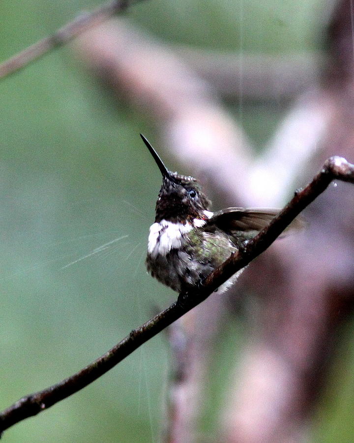 IMG_3220-001 - Ruby-throated Hummingbird Photograph by Travis Truelove