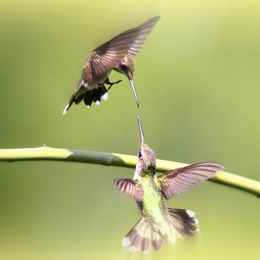 IMG_3224 -  Ruby-throated Hummingbird Photograph by Travis Truelove