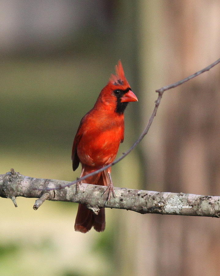 IMG_3289 - Northern Cardinal Photograph by Travis Truelove