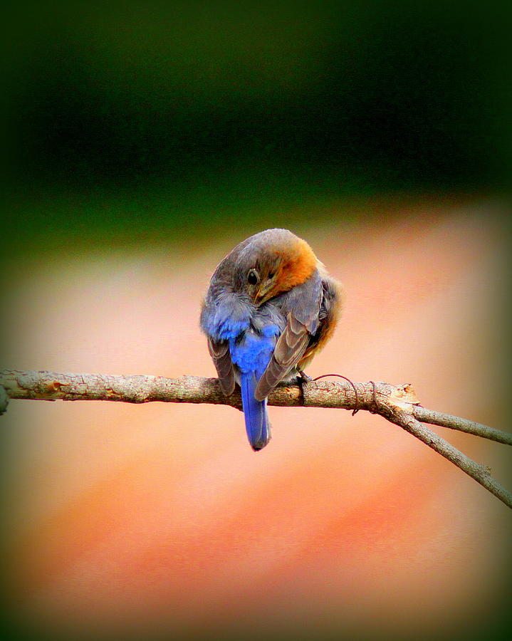 IMG_3306-001 - Eastern Bluebird Photograph by Travis Truelove