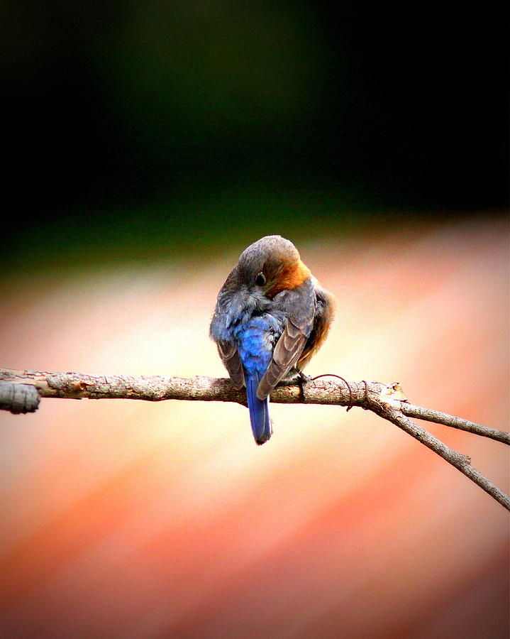 IMG_3317-002 - Eastern Bluebird Photograph by Travis Truelove