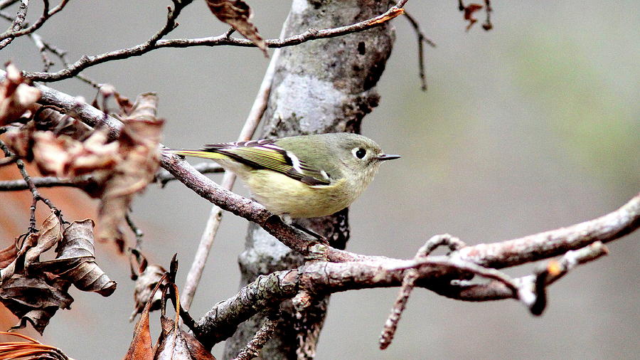 IMG_3317 - Ruby-crowned Kinglet Photograph by Travis Truelove