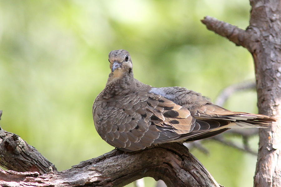 IMG_3352 - Mourning Dove Photograph by Travis Truelove