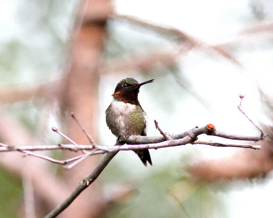 IMG_3367 - Ruby-throated Hummingbird Photograph by Travis Truelove