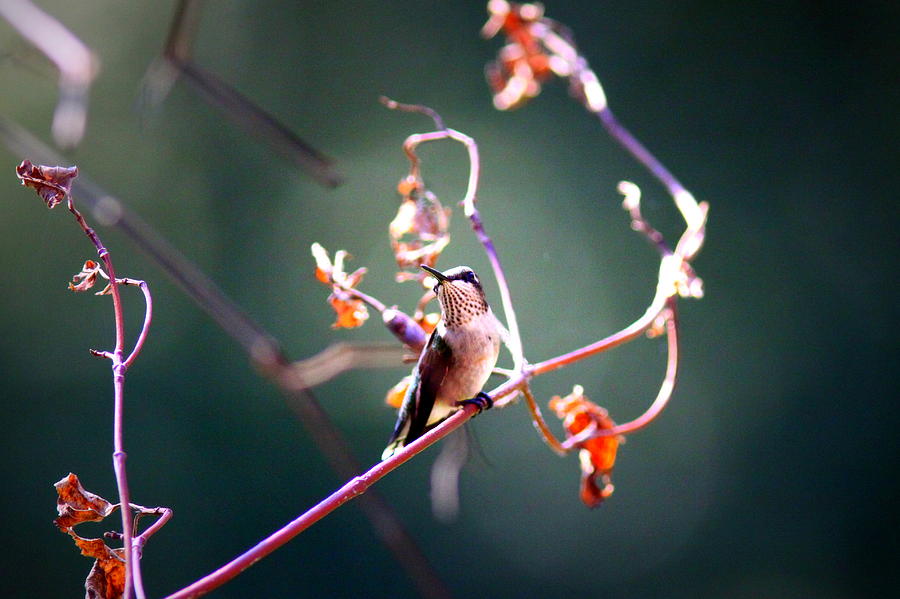 IMG_3370-002 - Ruby-throated Hummingbird Photograph by Travis Truelove