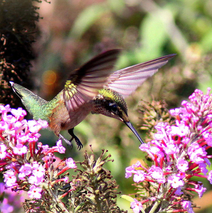 IMG_3372 - Ruby-throated Hummingbird Photograph by Travis Truelove