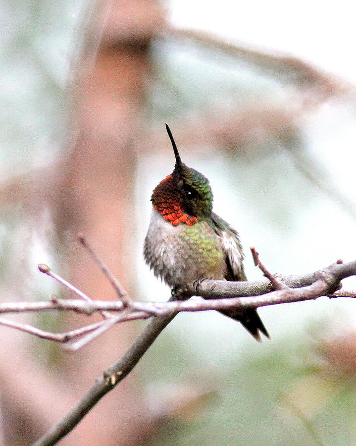 IMG_3385 - Ruby-throated Hummingbird Photograph by Travis Truelove