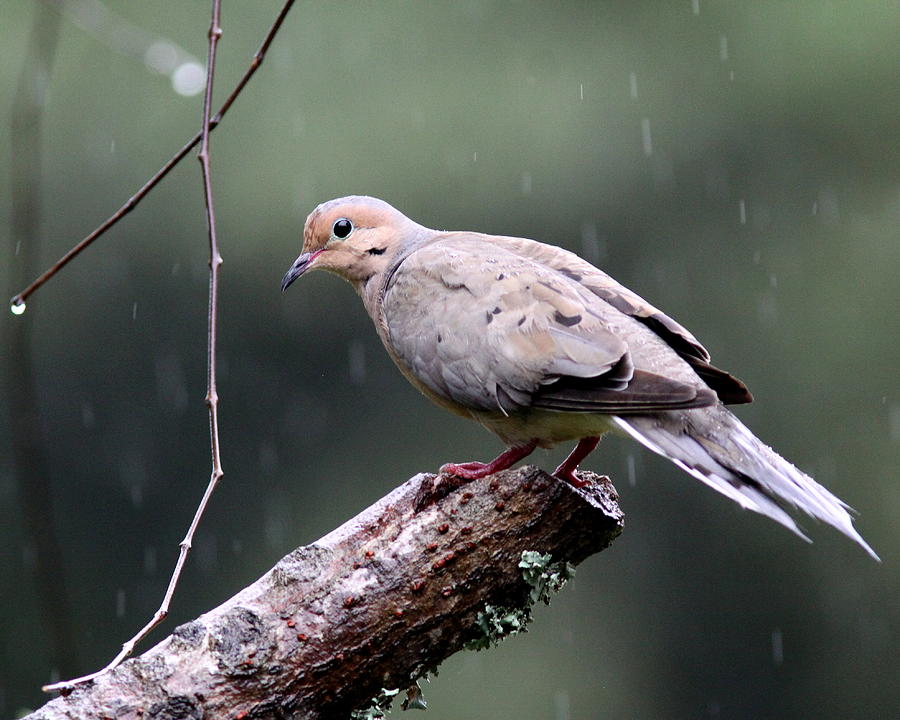 IMG_3402-001 - Mourning Dove Photograph by Travis Truelove