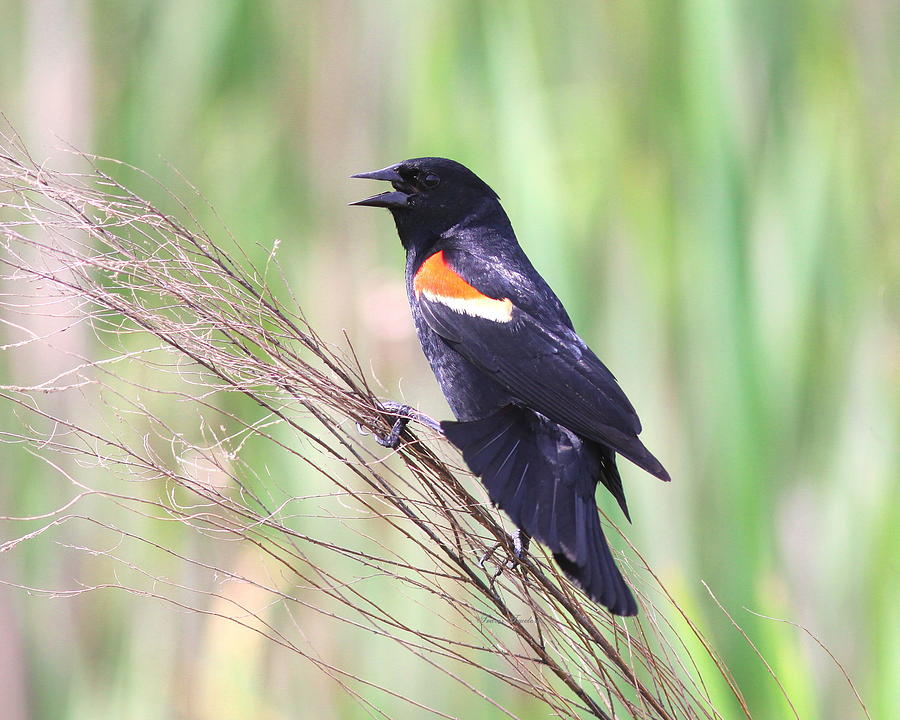 IMG_3416 - Red-winged Blackbird Photograph by Travis Truelove