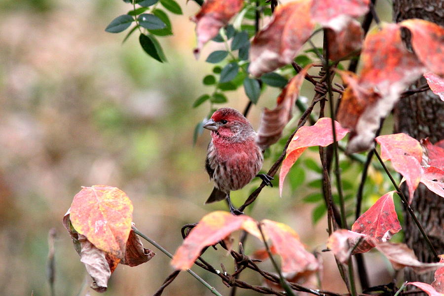 IMG_3429 - House Finch Photograph by Travis Truelove