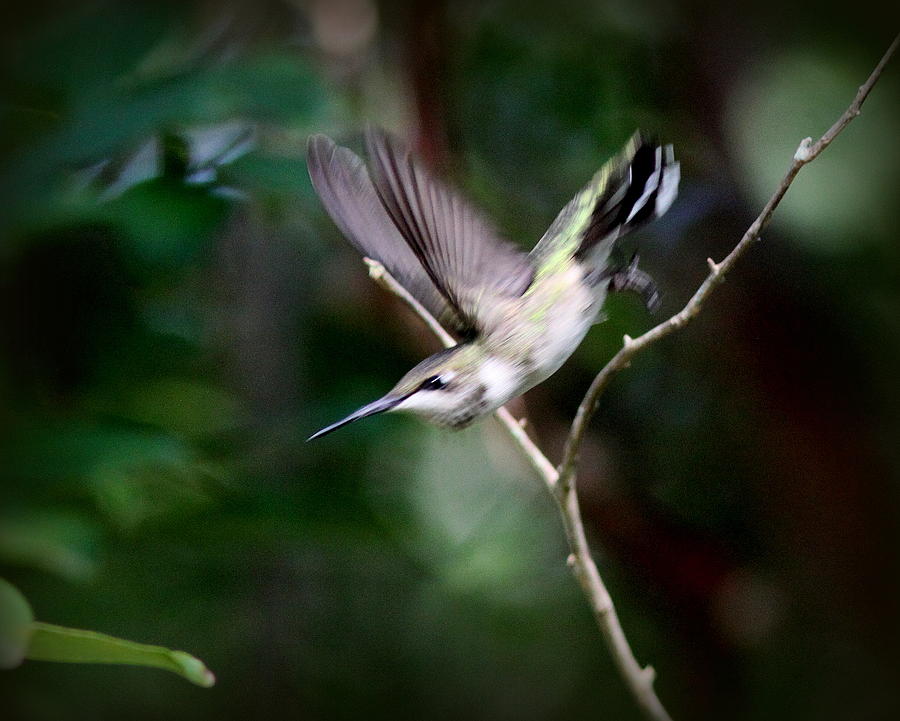 IMG_3436-004 - Ruby-throated Hummingbird Photograph by Travis Truelove
