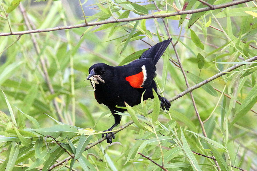 IMG_3438 - Red-winged Blackbird Photograph by Travis Truelove
