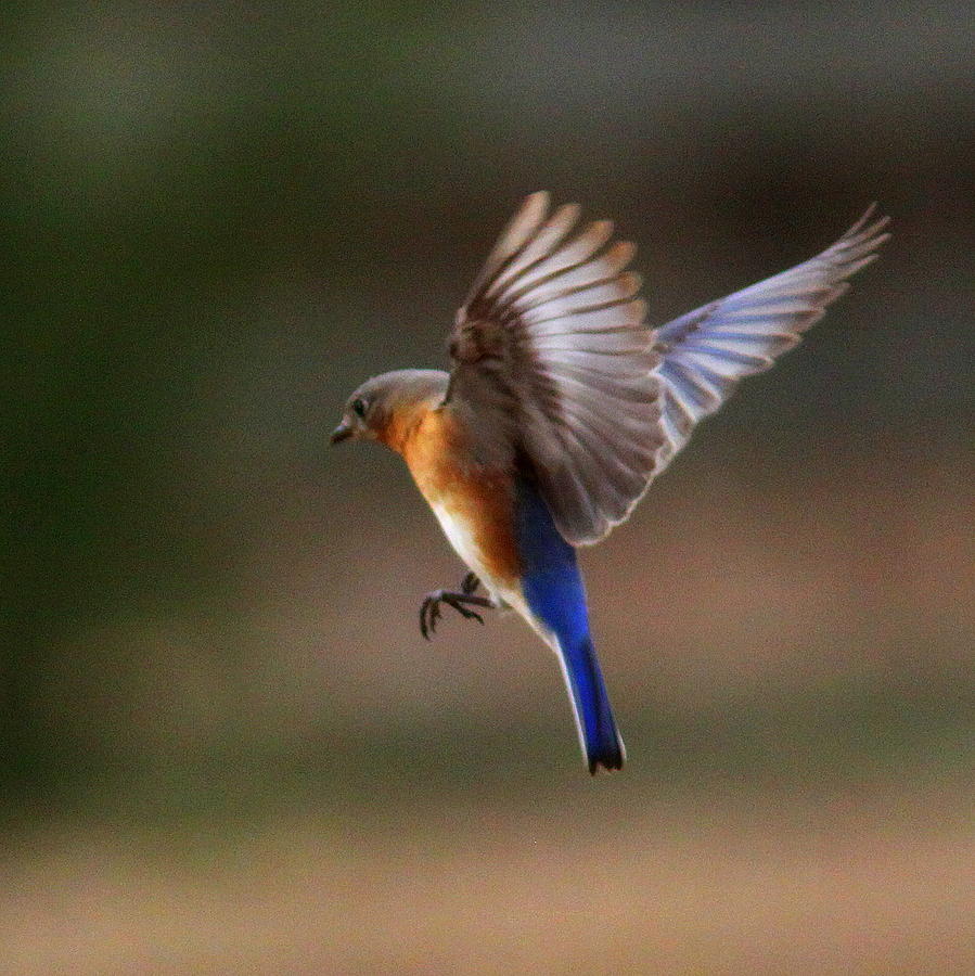 IMG_3442 - Eastern Bluebird Photograph by Travis Truelove