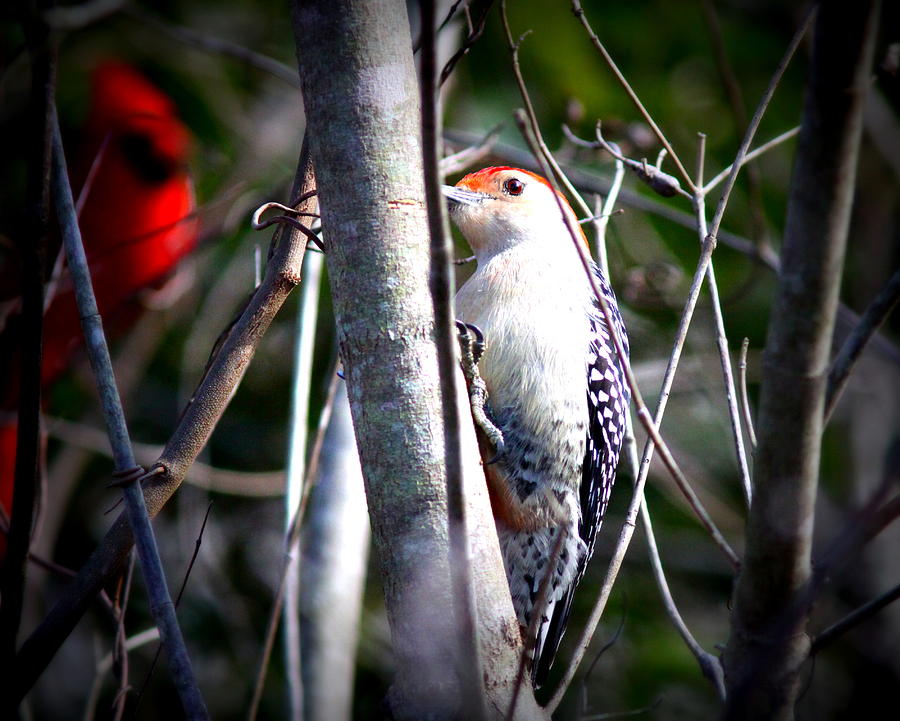 IMG_3459-001 - Red-bellied Woodpecker Photograph by Travis Truelove