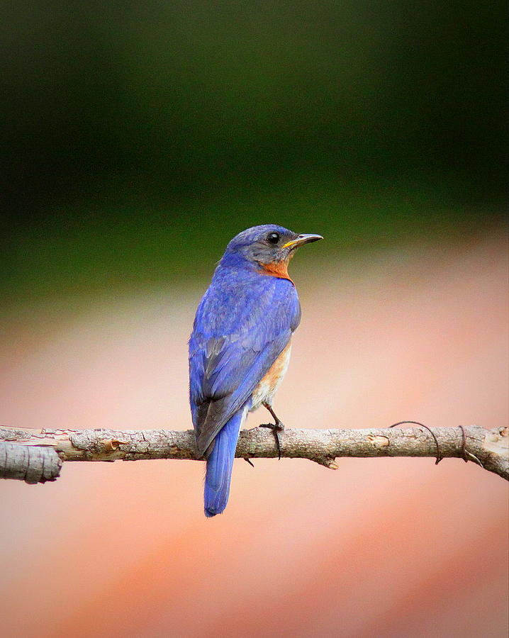IMG_3487 - Eastern Bluebird Photograph by Travis Truelove