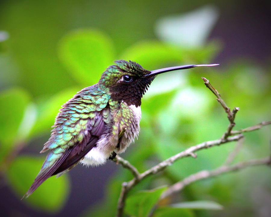 IMG_3529-001 - Ruby-throated Hummingbird Photograph by Travis Truelove
