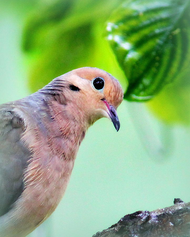IMG_3529 - Mourning Dove Photograph by Travis Truelove