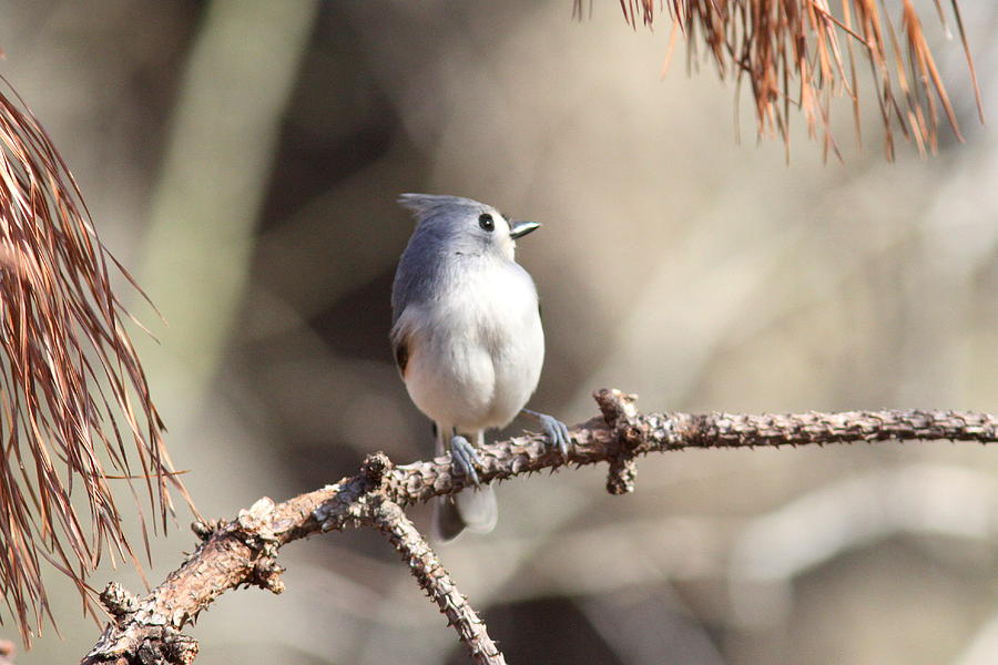 IMG_3541 - Tufted Titmouse Photograph by Travis Truelove