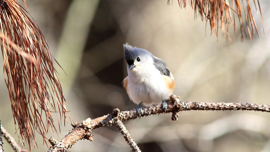 IMG_3556-001 - Tufted Titmouse Photograph by Travis Truelove
