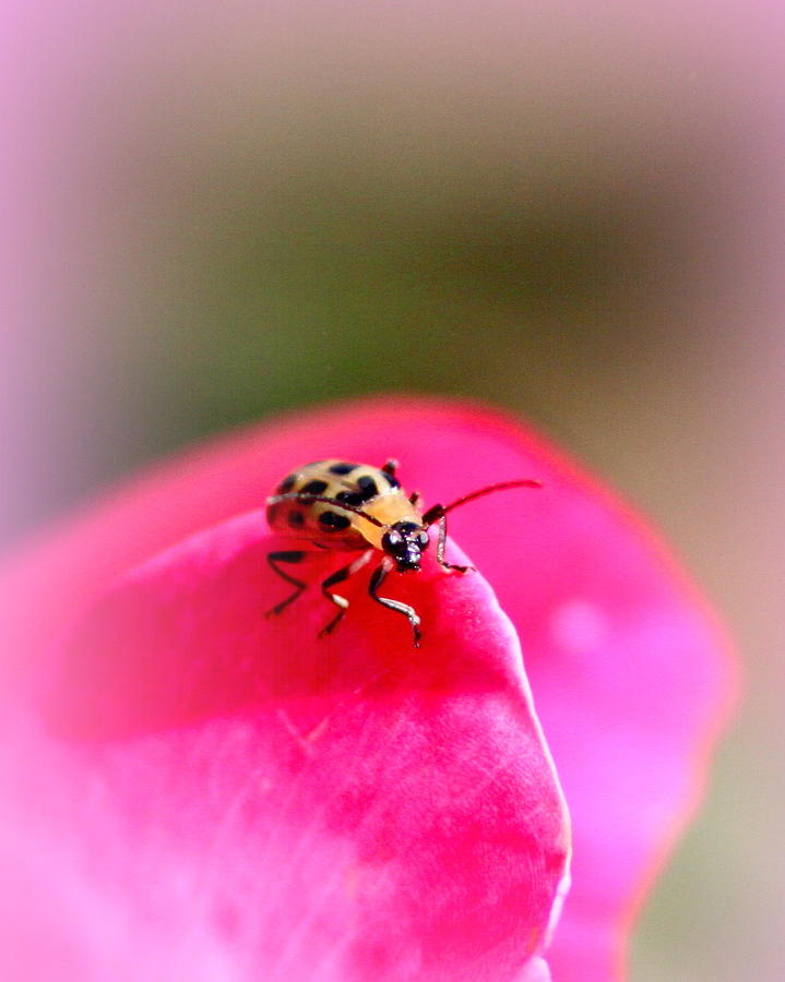 IMG_3560-007 - Lady Bug Photograph by Travis Truelove