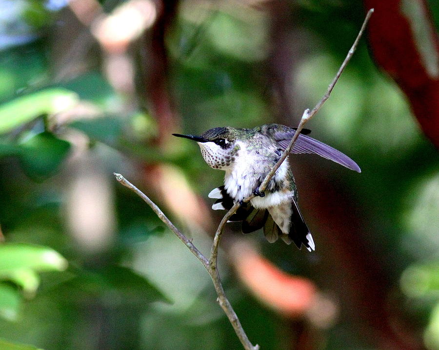 IMG_3563-001 - Ruby-throated Hummingbird Photograph by Travis Truelove