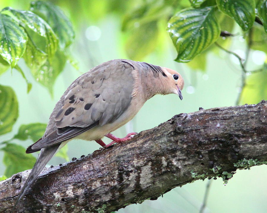 IMG_3572-001 - Mourning Dove Photograph by Travis Truelove
