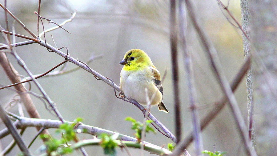 IMG_3575 - American Goldfinch Photograph by Travis Truelove
