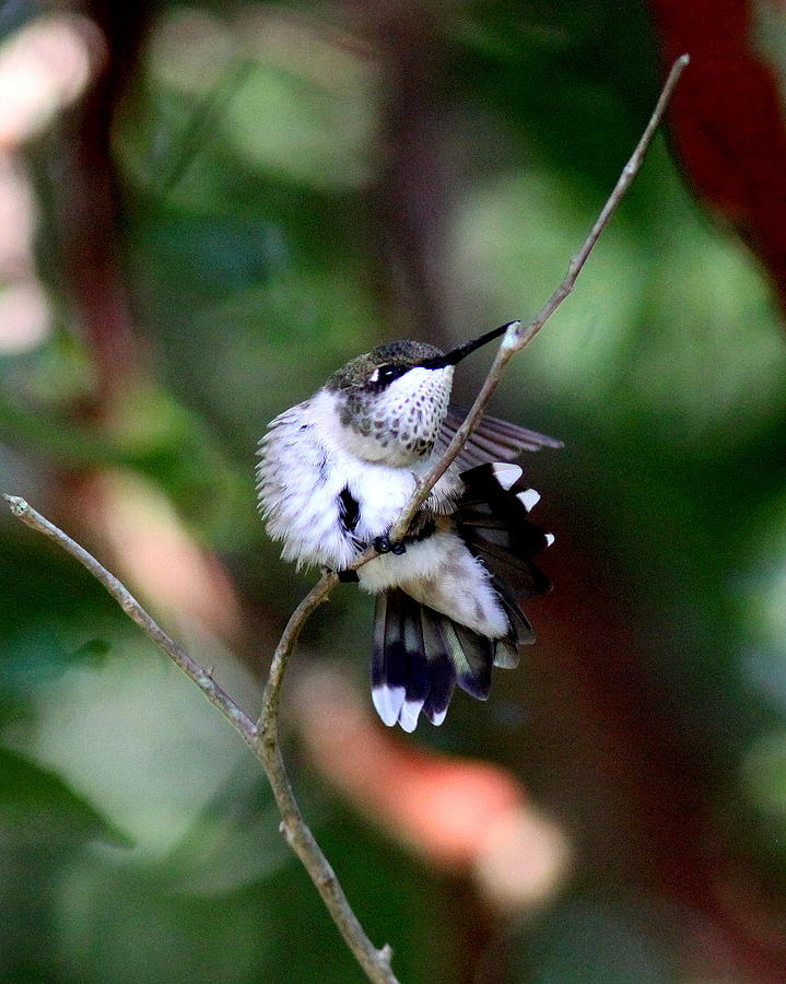 IMG_3575 - Ruby-throated Hummingbird Photograph by Travis Truelove