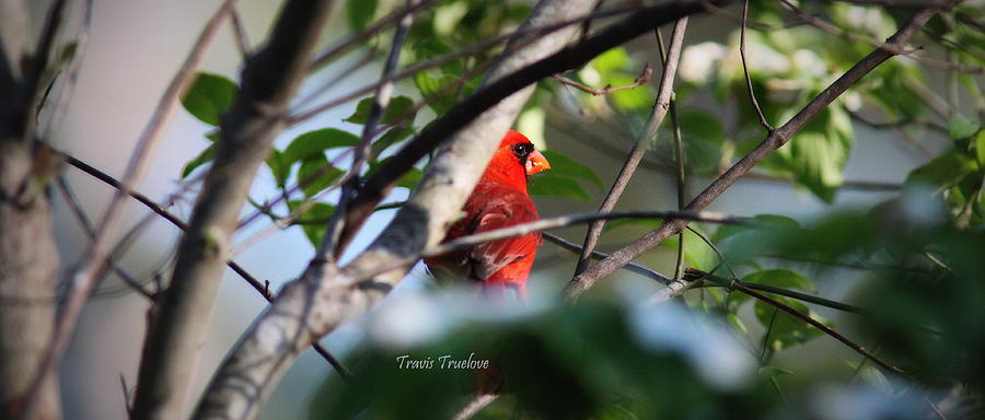 IMG_3582 - Northern Cardinal Photograph by Travis Truelove