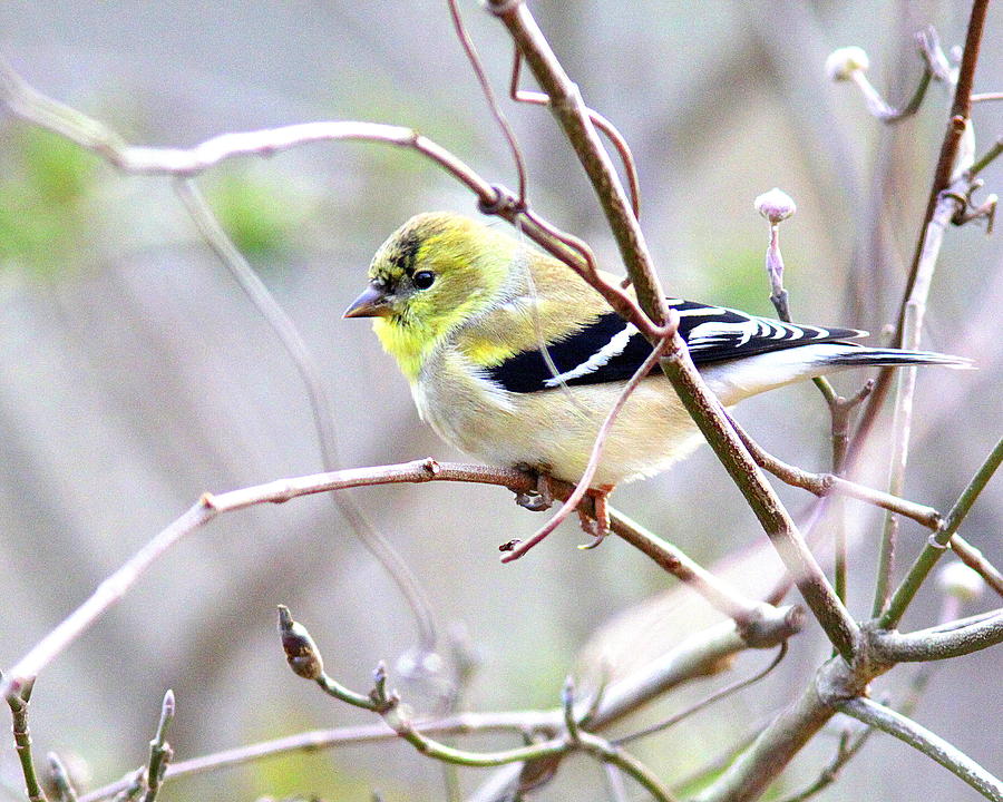 IMG_3583 - American Goldfinch Photograph by Travis Truelove