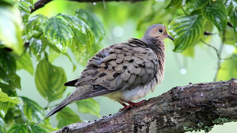 IMG_3597 - Mourning Dove Photograph by Travis Truelove