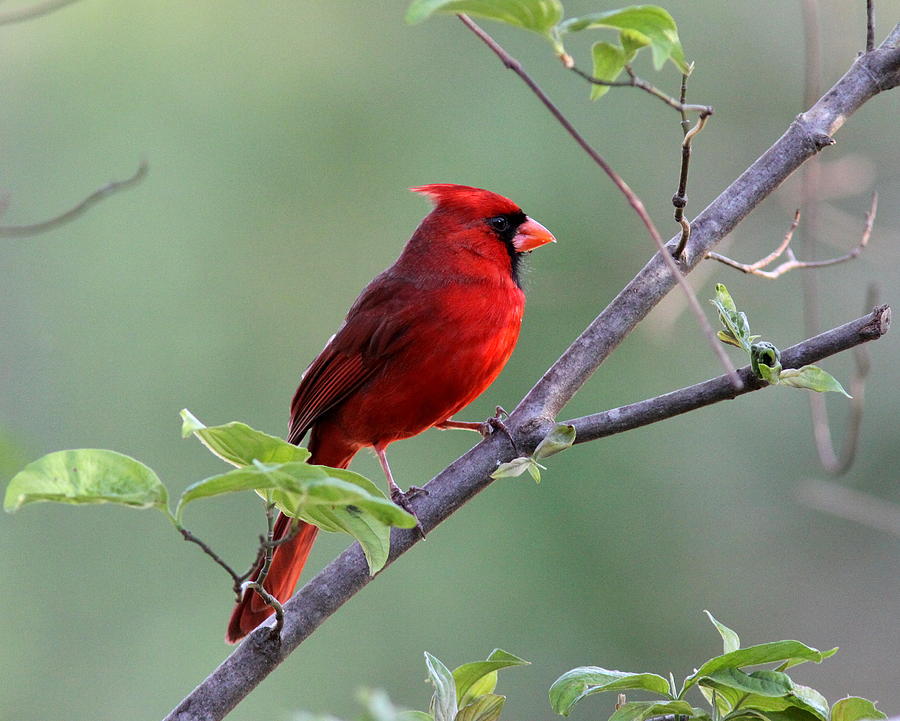IMG_3602-001 - Northern Cardinal Photograph by Travis Truelove
