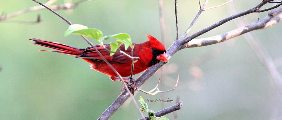 IMG_3603 - Northern Cardinal Photograph by Travis Truelove