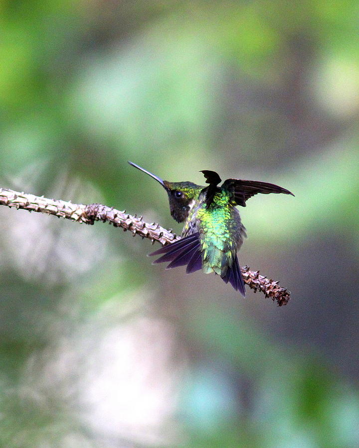 IMG_3687-003 - Ruby-throated Hummingbird Photograph by Travis Truelove