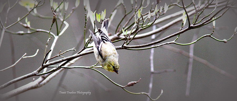 IMG_3698-002 - American Goldfinch Photograph by Travis Truelove