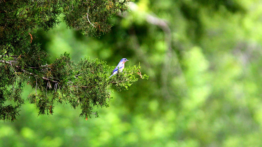 IMG_3707 - Eastern Bluebird Photograph by Travis Truelove