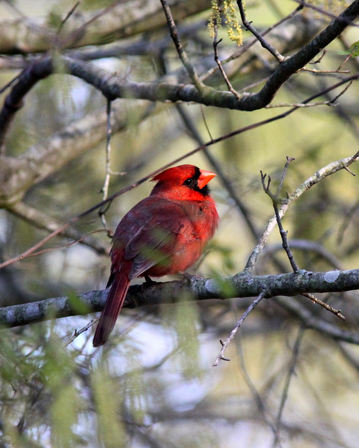 IMG_3709-003 - Northern Cardinal Photograph by Travis Truelove