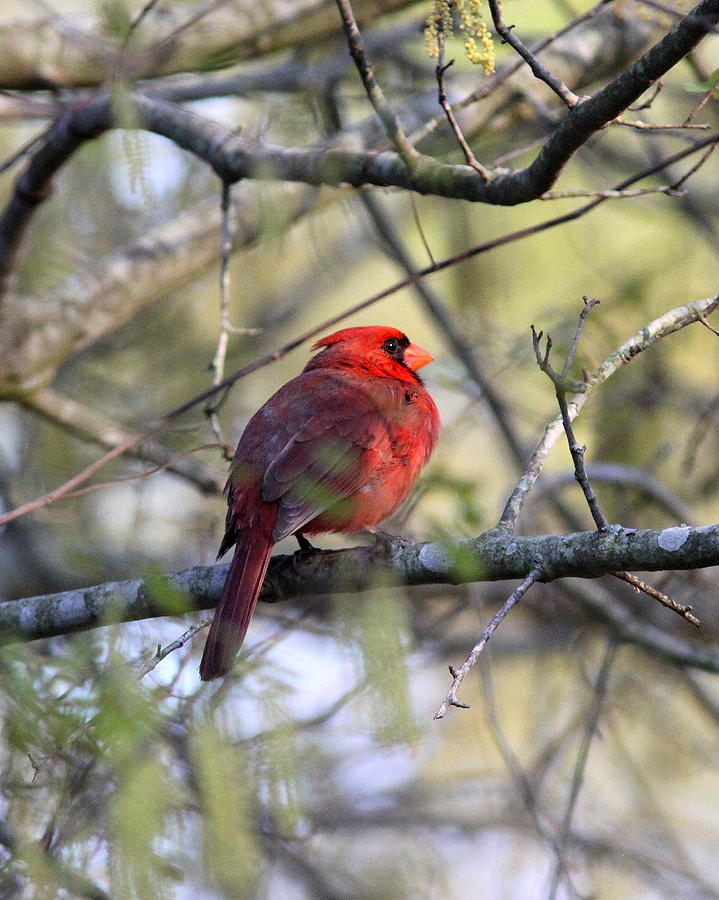 IMG_3710-004 - Northern Cardinal Photograph by Travis Truelove